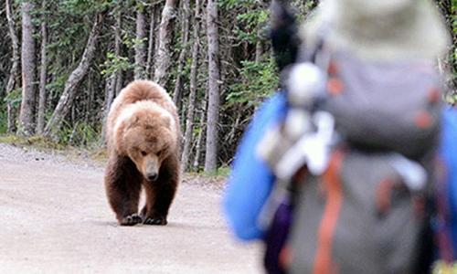 Медведь пришел на дачу к пенсионеру: что было потом